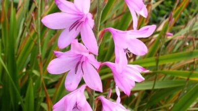 Photo of Cura della pianta Watsonia borbonica o Watsonia viola