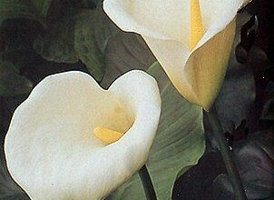 Photo of Cura della pianta Zantedeschia aethiopica, Alcatraz o Cala