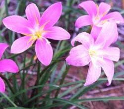 Photo of Cura della pianta Zephyranthes carinata o Cefirante