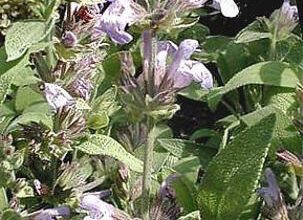 Photo of Cura della salvia africana o della salvia blu