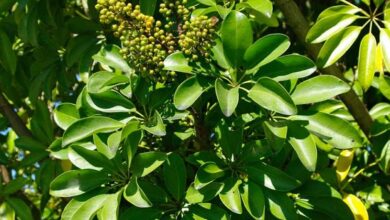 Photo of Cura della Schefflera actinophylla o dell’albero dell’ombrello