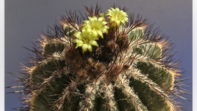 Photo of Cura della vecchia pianta Mammillaria hahniana o Biznaga della catena montuosa del Jalpan