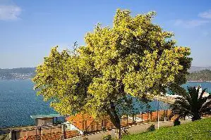 Photo of Cura dell’acacia dealbata o mimosa