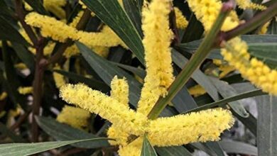 Photo of Cura dell’Acacia longifolia o della Mimosa d’Oro