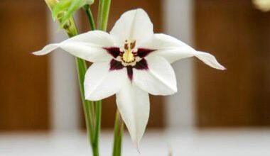 Photo of Cura dell’Acidanthera bicolore o Gladiola Abissina