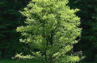 Photo of Cura dell’albero Alnus glutinosa, Alno o Aliso