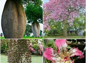 Photo of Cura dell’albero Chorisia speciosa, Ceiba o Bottle Tree