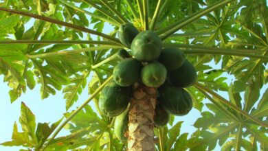 Photo of Cura dell’albero di carica papaya, Papaya o Papaya