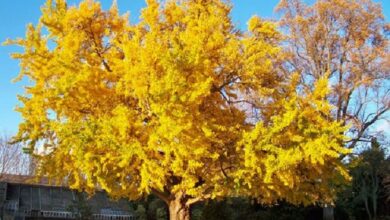 Photo of Cura dell’albero di Ginkgo biloba o della pianta del ventilatore