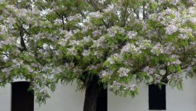 Photo of Cura dell’albero Melia azedarach, Melia o Cinamomo