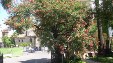 Photo of Cura dell’albero Phytolacca dioica, Ombú o Bellasombra