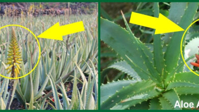 Photo of Cura dell’Aloe maculata o della pianta Pita vera e propria