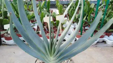 Photo of Cura dell’Aloe plicatilis o Aloe fan