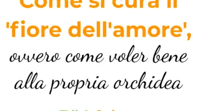 Photo of Cura dell’amore in vaso: come far crescere l’amore in un vaso