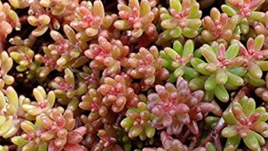 Photo of Cura delle piante Album di Sedum o Uva cana