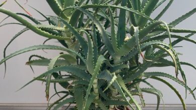 Photo of Cura delle piante Aloe arborescens o Aloe arborescens
