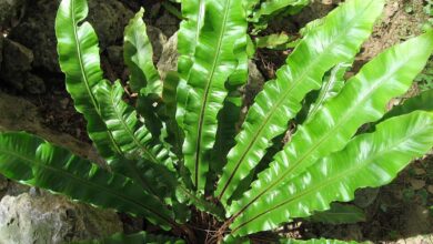 Photo of Cura delle piante Asplenium scolopendrium o lingua di cervo