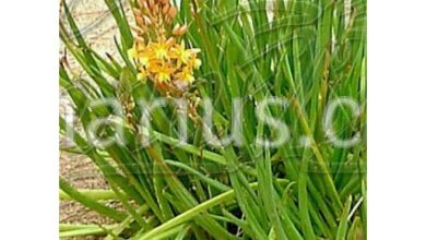 Photo of Cura delle piante Bulbine frutescens o Bulbine yellow