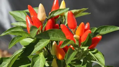 Photo of Cura delle piante Capsicum annuum o peperoni ornamentali