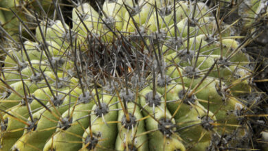 Photo of Cura delle piante Copiapoa grandiflora o Copiapoa a fiore grande