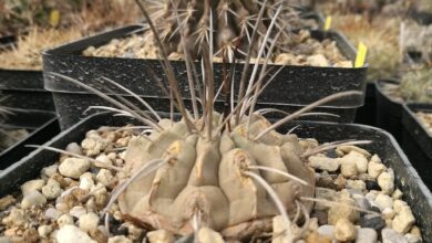 Photo of Cura delle piante Copiapoa malletiana o Copiapoa carrizalensis