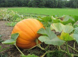 Photo of Cura delle piante Cucurbita maxima, Zucca o Zucca