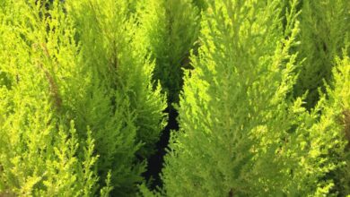 Photo of Cura delle piante Cupressus sempervirens o Cipresso comune