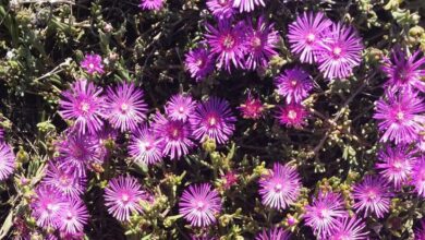 Photo of Cura delle piante Delosperma cooperi o Tappeto Rosa