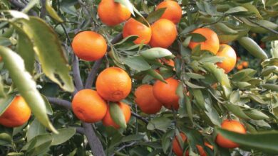 Photo of Cura delle piante di agrumi x sinensis o arancio