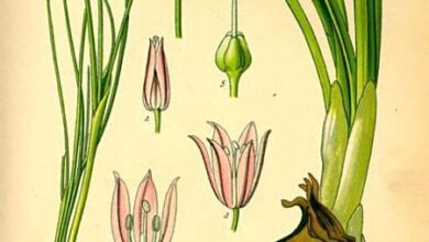 Photo of Cura delle piante di Allium cepa o cipolla
