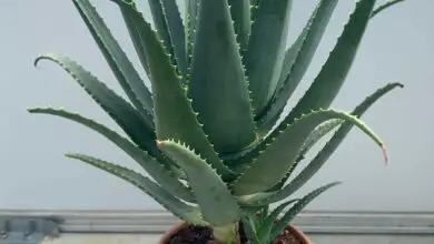 Photo of Cura delle piante di Aloe suprafoliata o libro di Aloe