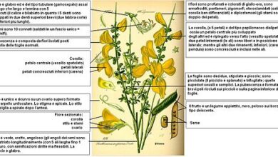 Photo of Cura delle piante di Colutea o Espantalobos