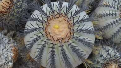 Photo of Cura delle piante di Copiapoa echinoides o Duro
