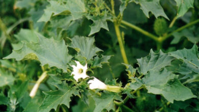 Photo of Cura delle piante di Datura, Chamico o Floripondio