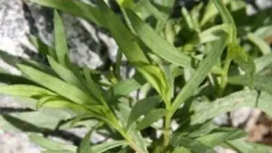 Photo of Cura delle piante di dragoncello francese: consigli per la coltivazione del dragoncello francese