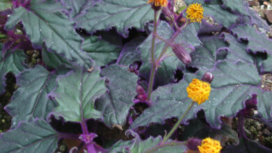 Photo of Cura delle piante di Gynura aurantiaca, Ginura o Velluto