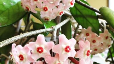 Photo of Cura delle piante di Hoya o Waxflower