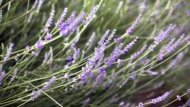 Photo of Cura delle piante di lavanda: i motivi della caduta della pianta di lavanda