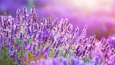 Photo of Cura delle piante di menta alla lavanda: come usare l’erba della menta alla lavanda