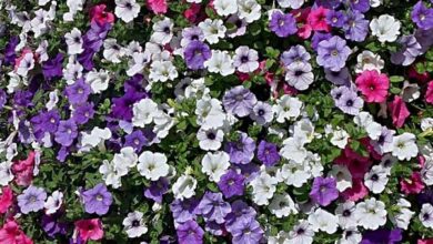 Photo of Cura delle piante di Petunia o cura dei fiori aztechi