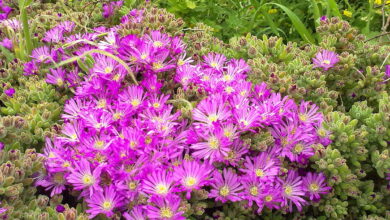 Photo of Cura delle piante Drosanthemum floribundum o Rocío rosa