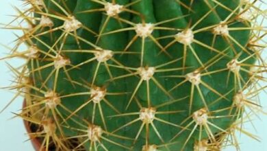 Photo of Cura delle piante Echinopsis bruchii o Lobivia bruchii