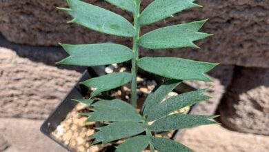 Photo of Cura delle piante Encephalartos horridus o Blue Encephalart