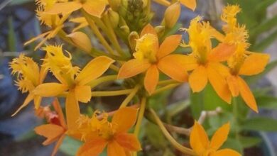 Photo of Cura delle piante Epidendrum radicans o Fire Star