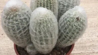 Photo of Cura delle piante Espostoa lanata o Cactus lanoso