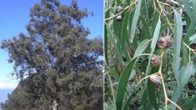 Photo of Cura delle piante Eucalipto ficifolia o Eucalipto rosso