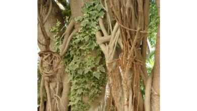 Photo of Cura delle piante Fallopia baldschuanica o Correquetepillo