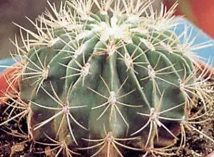 Photo of Cura delle piante Ferocactus histrix o Barrel Cactus