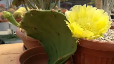 Photo of Cura delle piante Gymnocalycium baldianum o mento del cactus nano