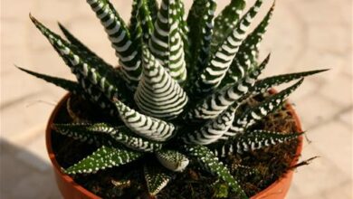 Photo of Cura delle piante Haworthia attenuata o pianta zebra